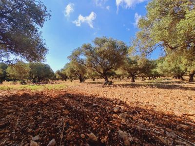 כרם זיתים בבקעת בית הכרם כרם זיתים בבקעת בית הכרם