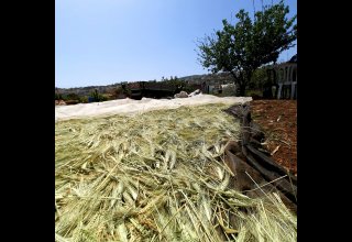 שיבולים מתייבשות בשדה לפני השריפה שיבולים מתייבשות בשדה לפני השריפה