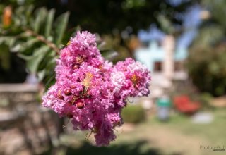 גן השלום ע'ג'ר