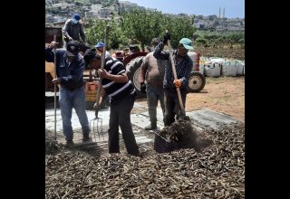 הכנת השיבולים להפרדת הגרעינים הכנת השיבולים להפרדת הגרעינים